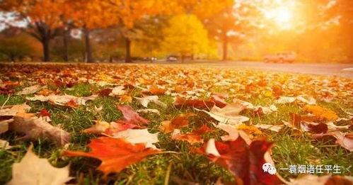 秋天爸爸最新爆料图片,爸爸与孩子的甜蜜互动,定格美好时光